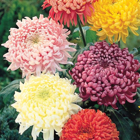 Proiect tematic ”Florile toamnei”